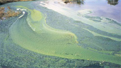 Blue-green algae