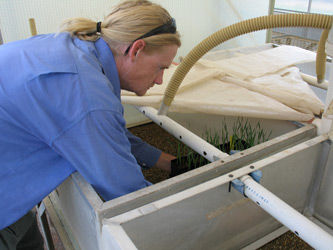 Technical Assistant, Tom Thompson, placing seedlings into misting chambers used for creating ideal conditions for infection by Septoria tritici bloth in to glasshouses at Wagga Wagga.