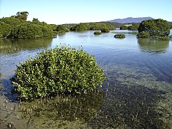 Mangrove wetland, Wongonga Inlet, Narooma