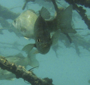 fish amongst mangrove roots