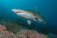 Grey nurse shark photographed at Fish Rock, South West Rocks