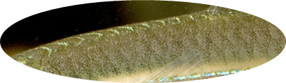 Un-speckled Hardyhead have diamond shaped scales arranged in rows