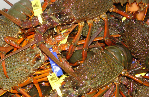 Lobster compliance