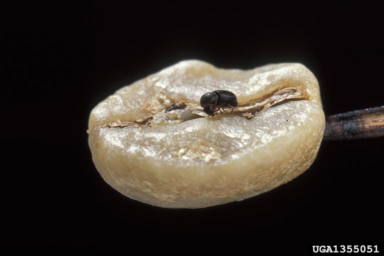 A coffee bean with a small black beetle on the surface