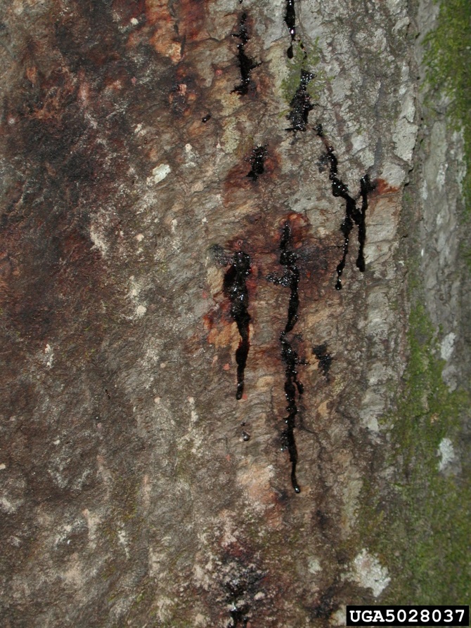 Bark on oak tree trunk with cankers that are oozing blood-like substance