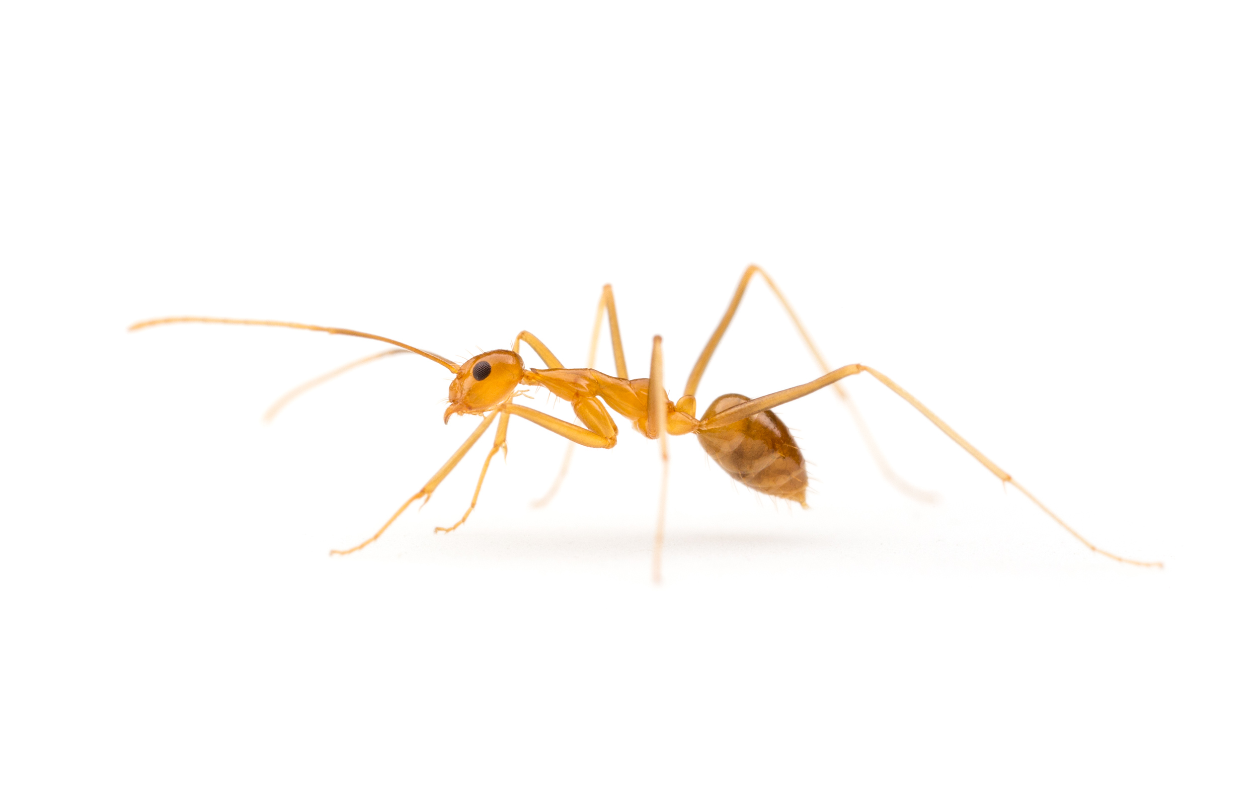 Yellow Crazy Ant