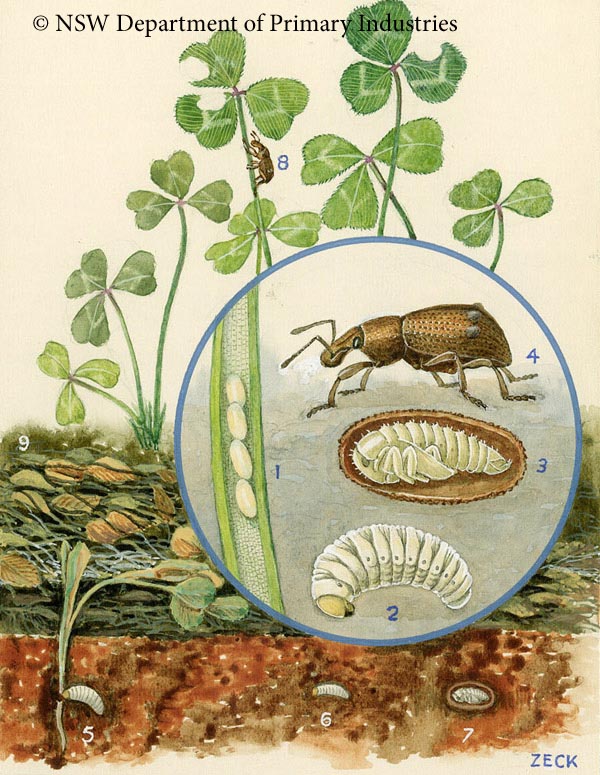 Illustration of Amnemus weevil