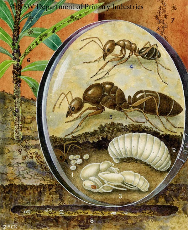 Illustration of Argentine ant