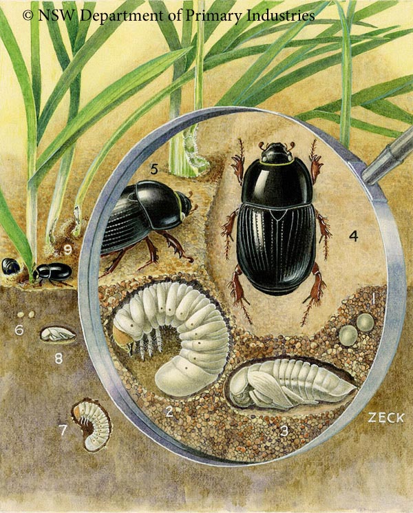 Illustration of African black beetle