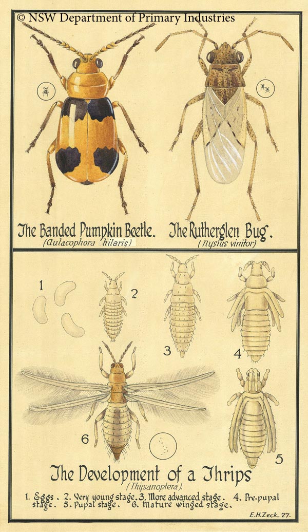 Illustration of Beatles, bugs and thrips