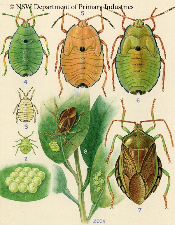 Illustration of Bronze orange bug