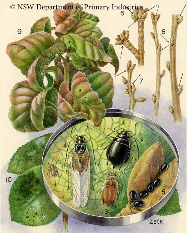 Illustration of Cherry aphid