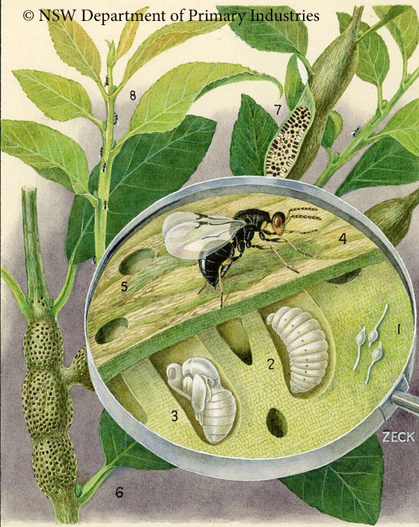 Illustration of Citrus gall wasp
