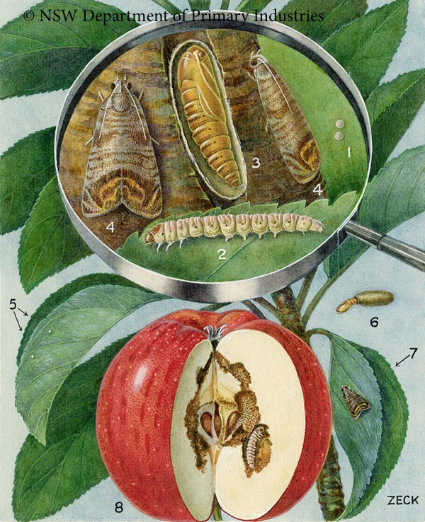 Illustration of Codling moth