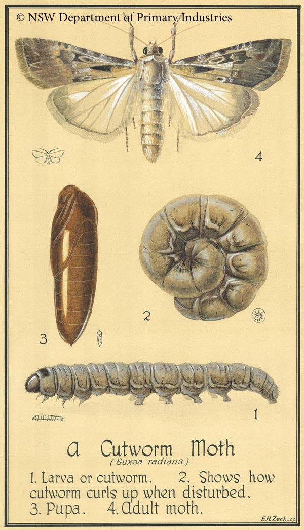 Illustration of Cutworm moth