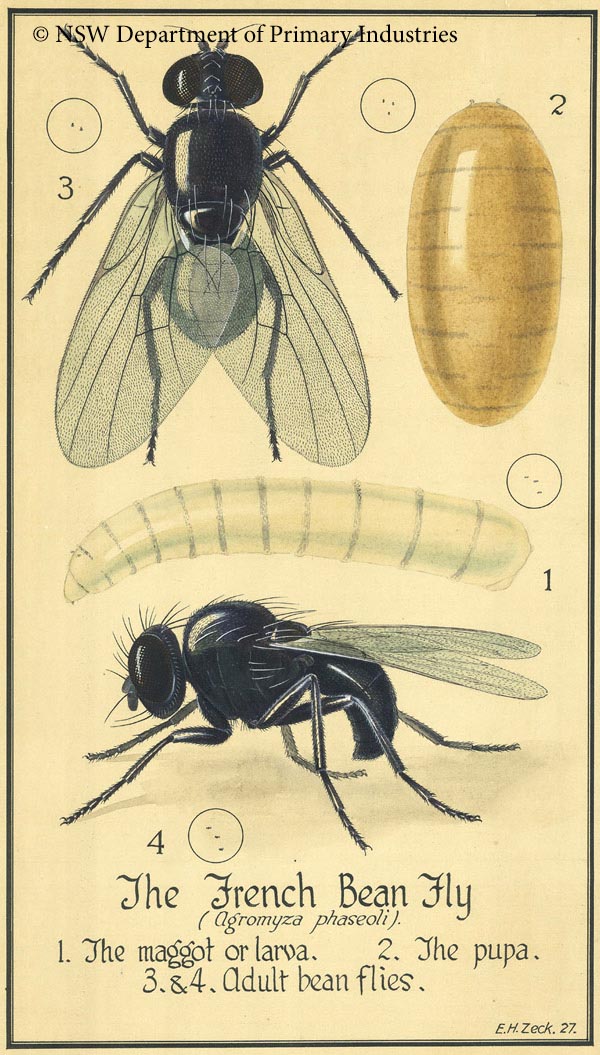 Illustration of Bean fly