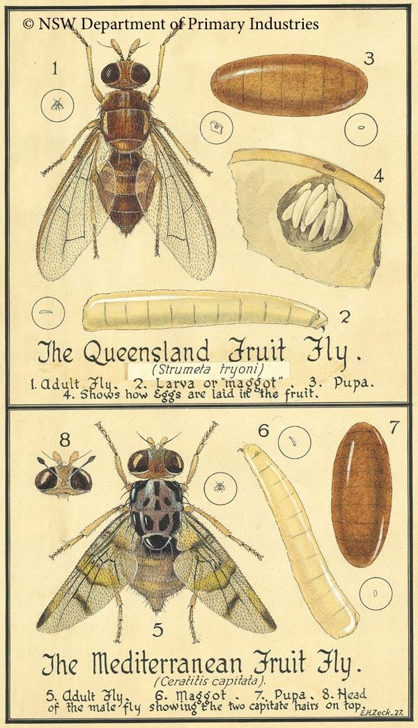 Illustration of Queensland and Oriental fruit flies