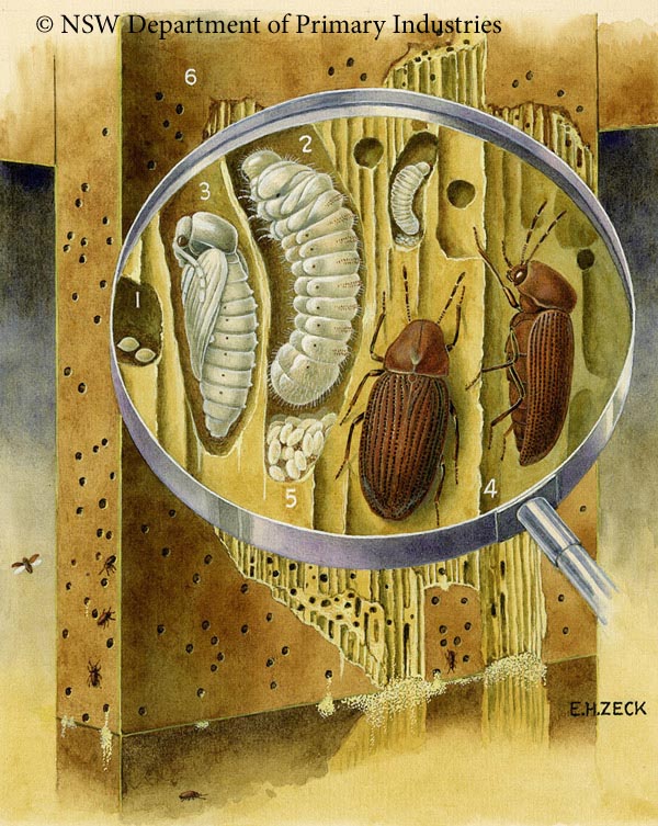 Illustration of Furniture beetle