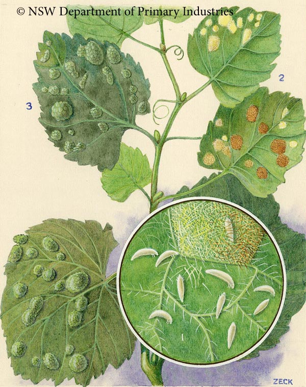 Illustration of
Grapeleaf blister mite