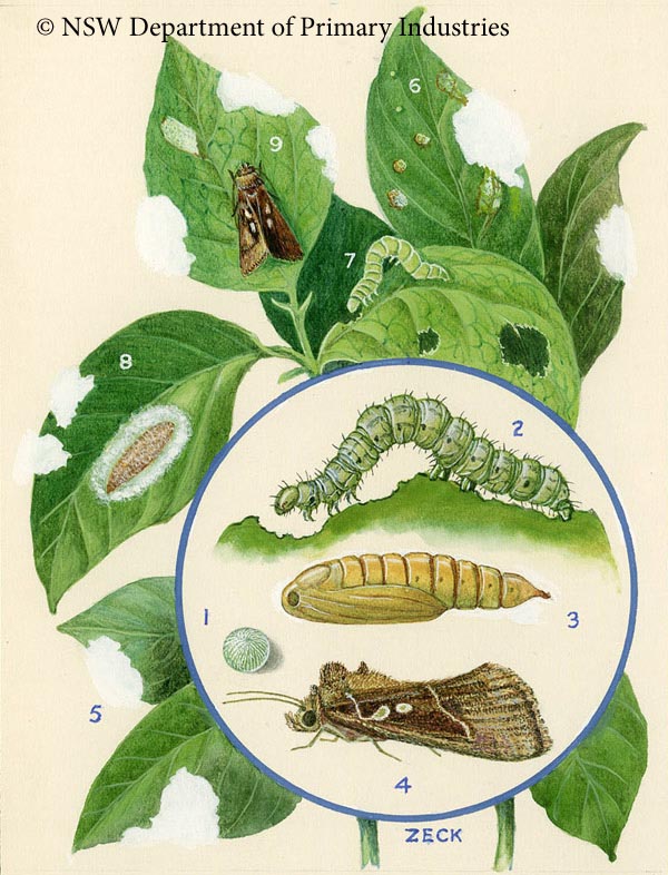 Illustration of Green looper