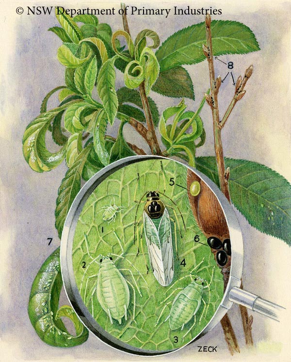 Illustration of Green peach aphid