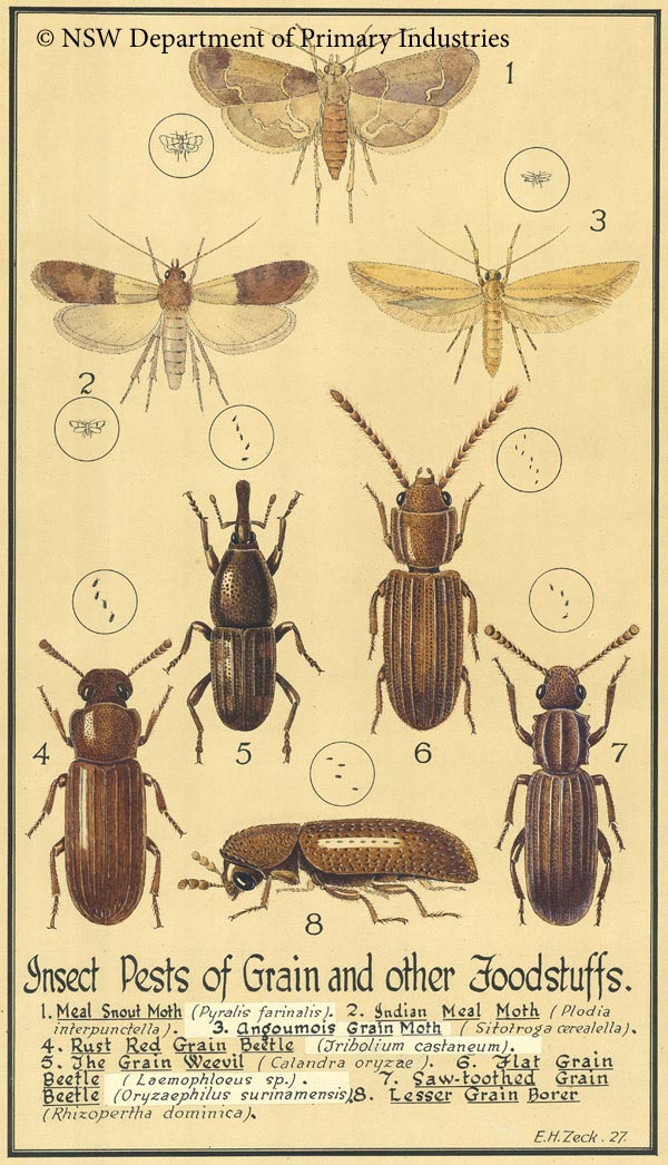 Illustration of Insect pests of grain and other foodstuffs