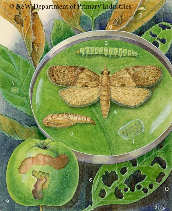 Illustration of Lightbrown apple moth