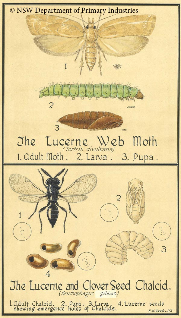 Illustration of Lucerne web moth
