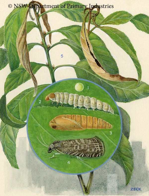 Illustration of Oriental fruit moth