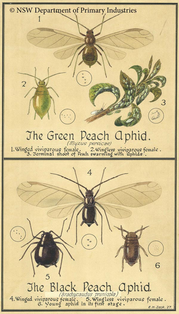 Illustration of Peach aphids
