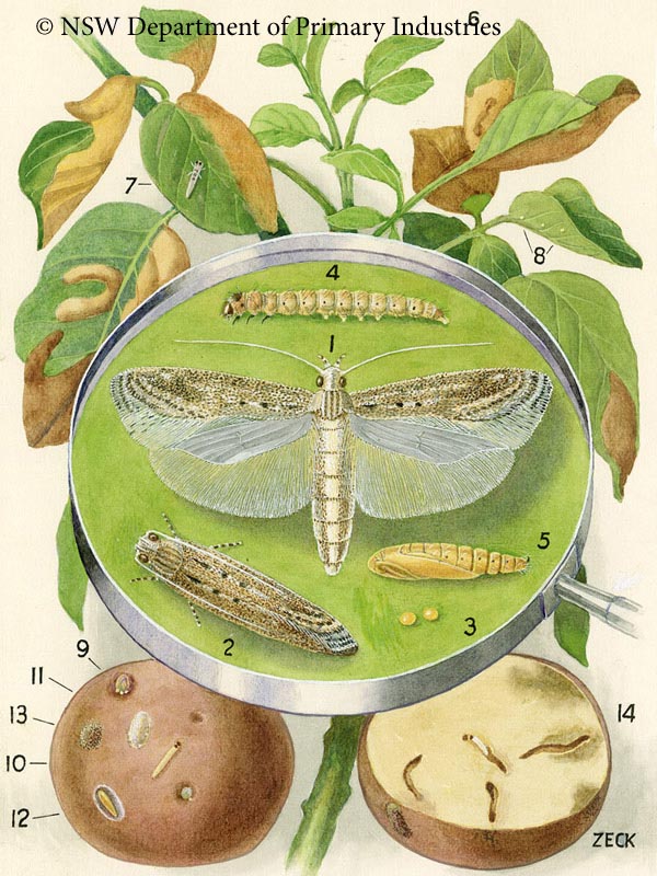 Illustration of Potato moth