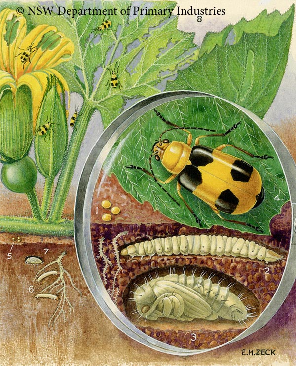 Illustration of Pumpkin beetle