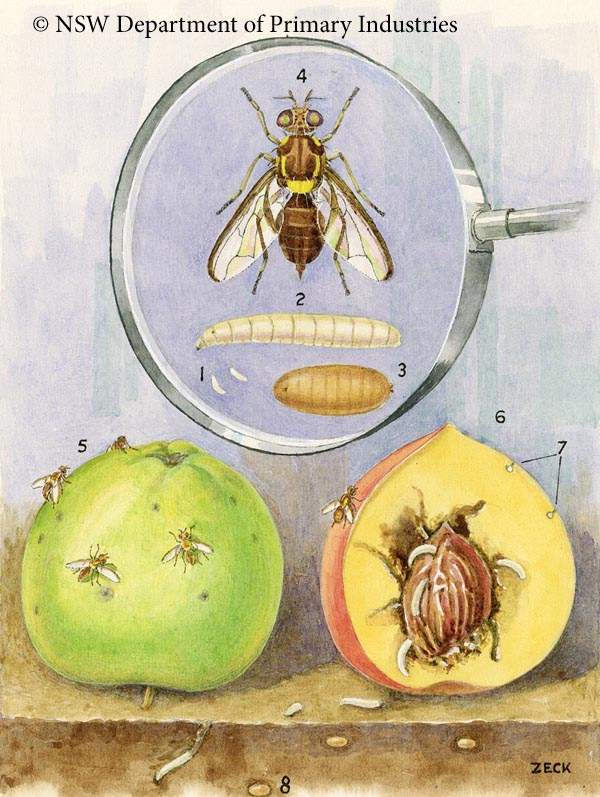 Illustration of Queensland fruit fly