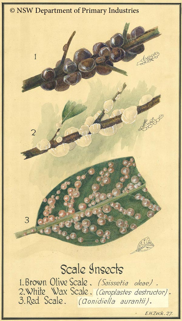 Illustration of Scale insects