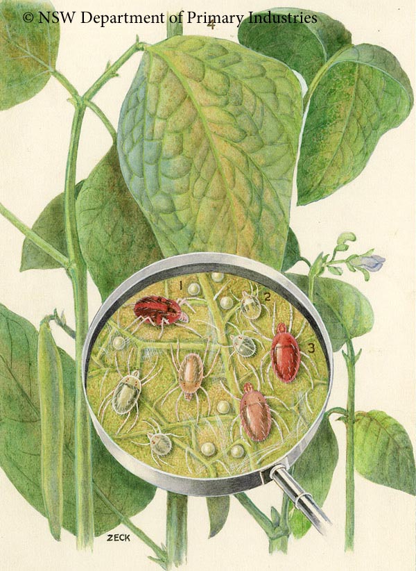 Illustration of Bean spider mite