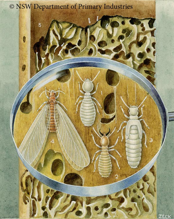 Illustration of Subterranean termites