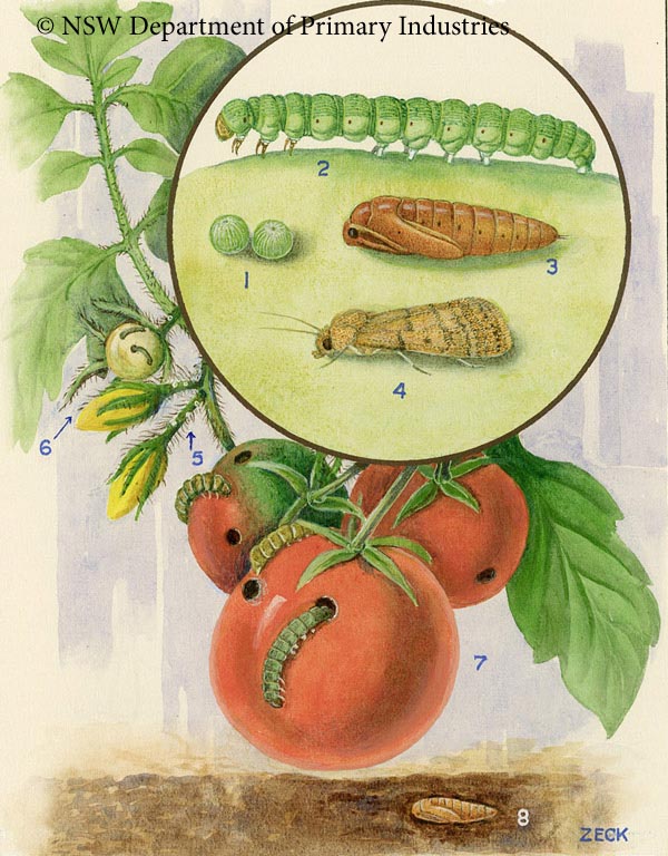 Illustration of Tomato grub