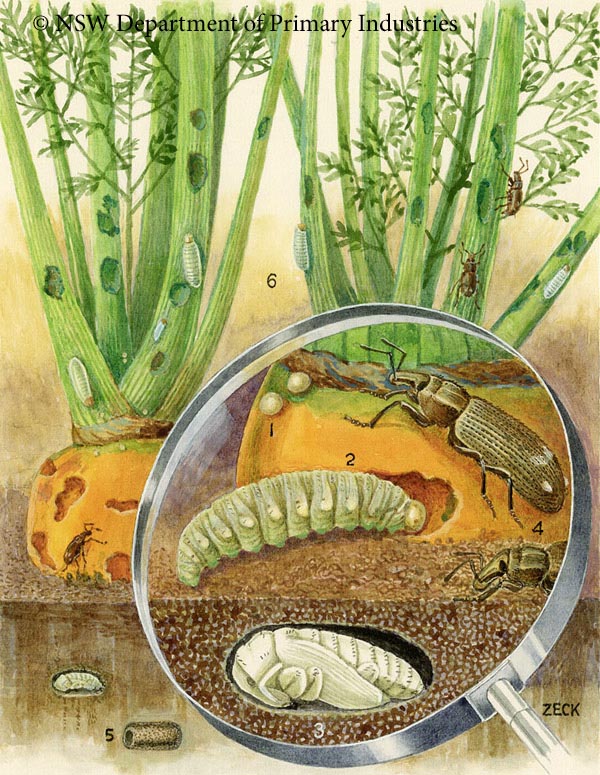 Illustration of Vegetable weevil