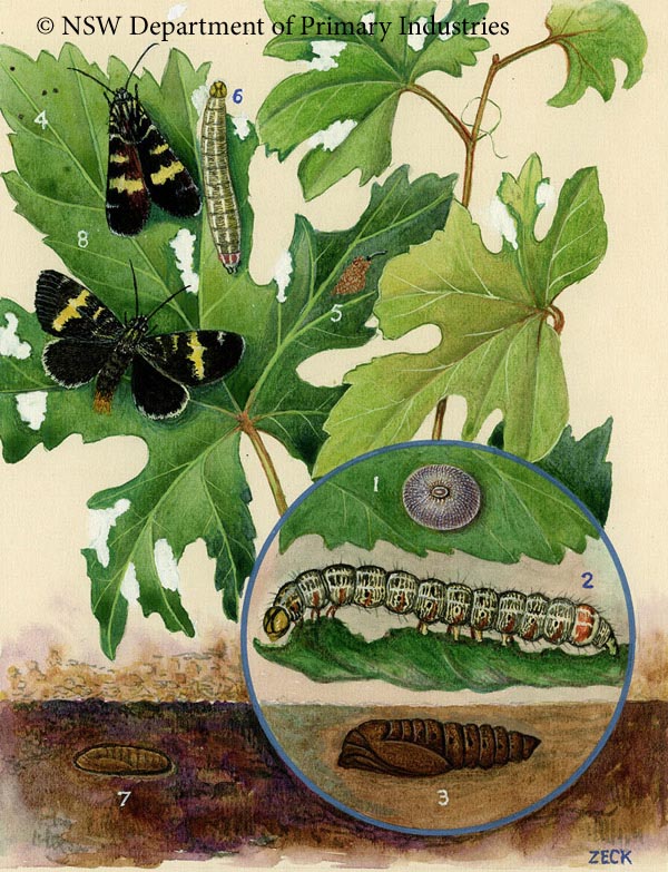 Illustration of Vine moth