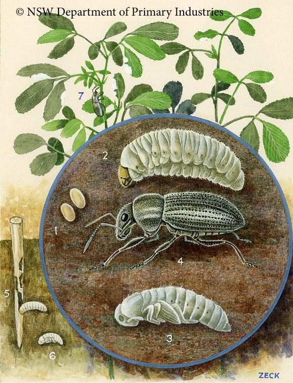 Illustration of White fringed weevil