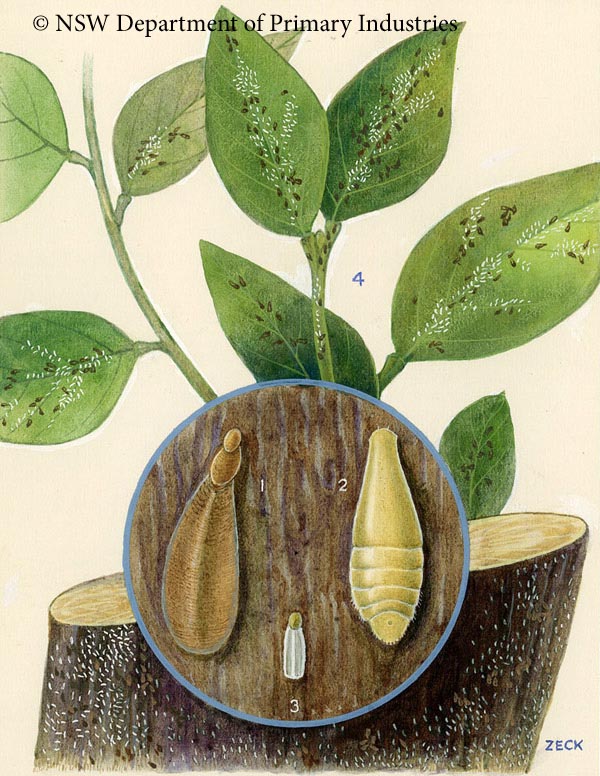 Illustration of White louse scale