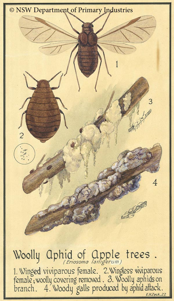 Illustration of Wooly aphids of apples