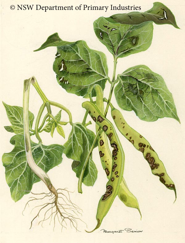 Illustration of Anthracnose oof beans