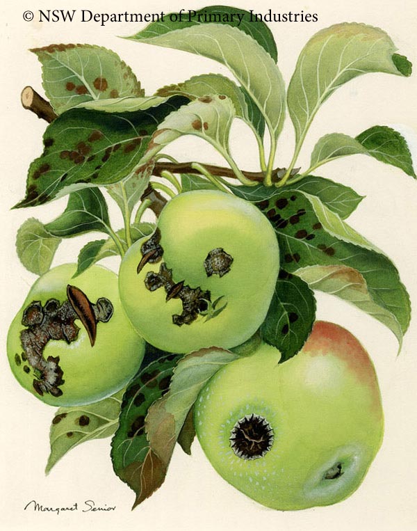 Illustration of Black spot of apple