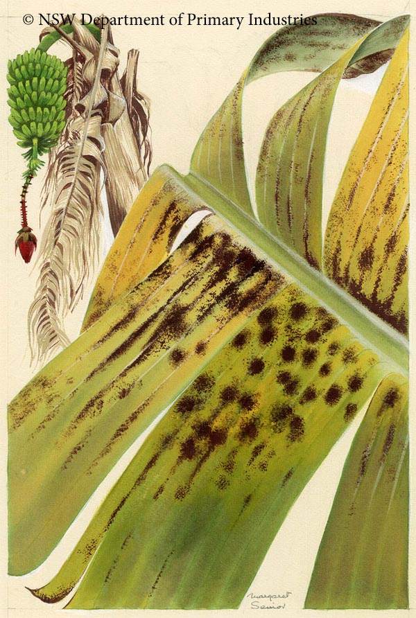 Illustration of Leaf streak of bananas