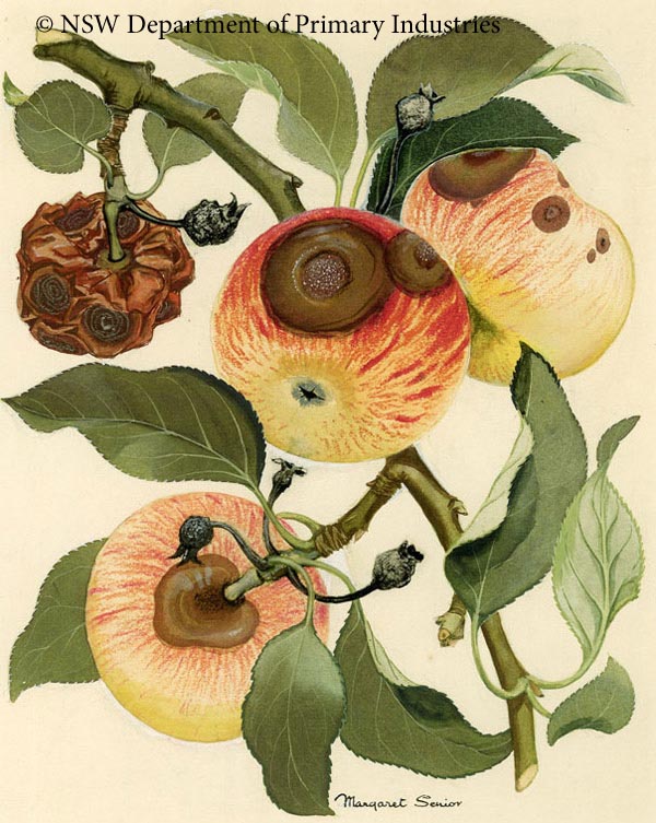 Illustration of Bitter rot of apple