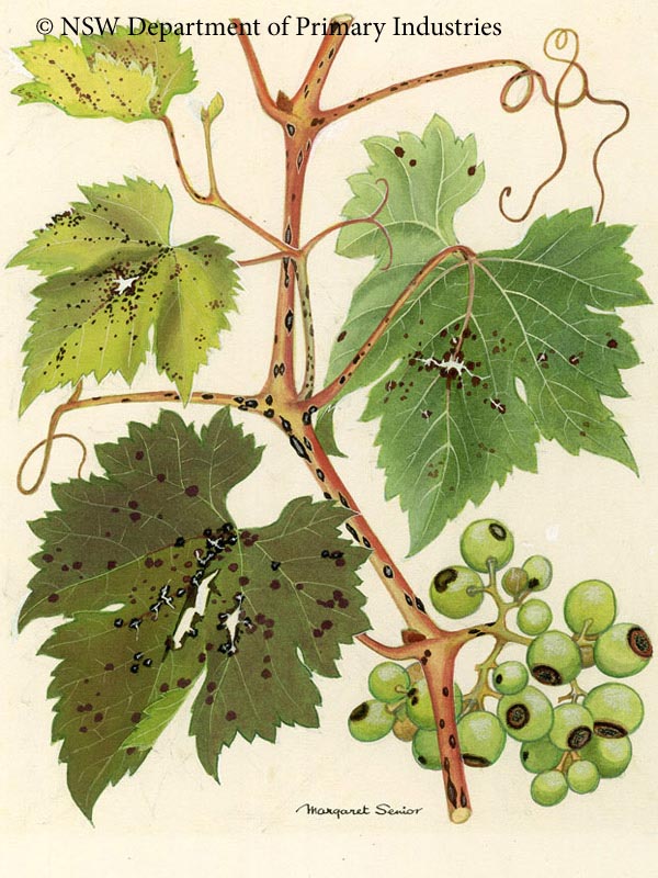 Illustration of Black spot of grapes