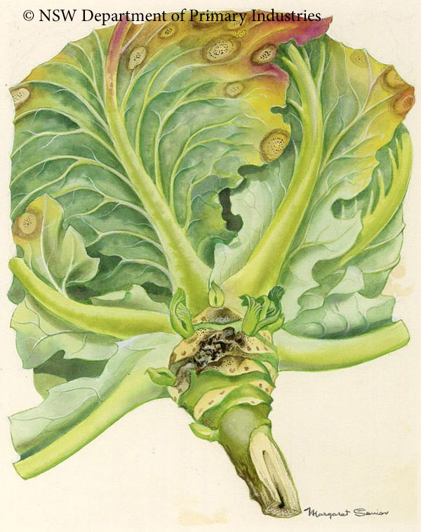 Illustration of Black leg of cabbages