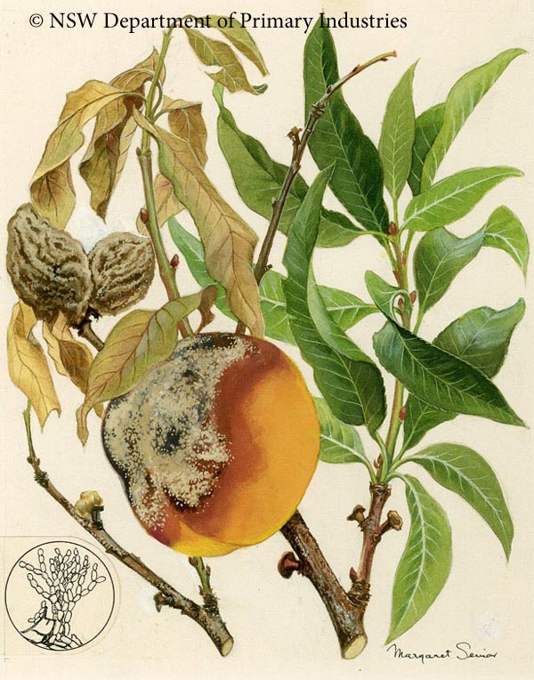 Illustration of Brown rot