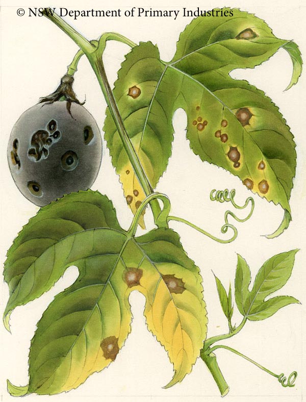 Illustration of Brown spot of passionfruit